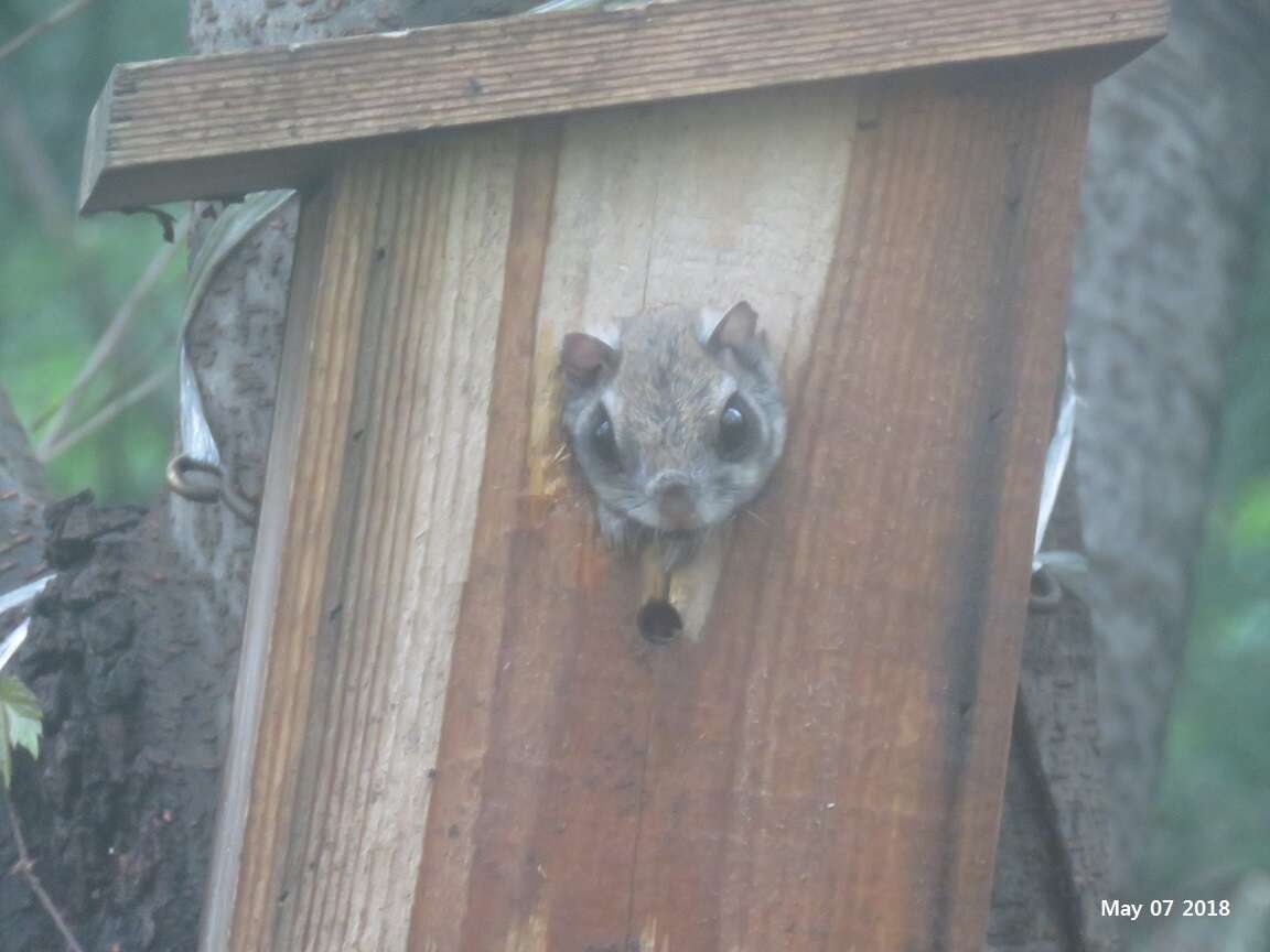 Image of Old World flying squirrel