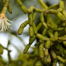 Image of Rhipsalis cereuscula Haw.