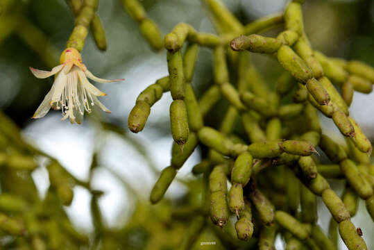 Imagem de Rhipsalis cereuscula Haw.