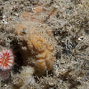 Image of Axinella parva Picton & Goodwin 2007