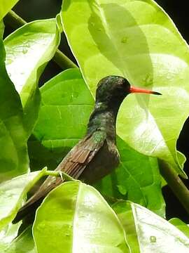 Image of Blue-throated Sapphire