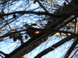 Image of Black-faced Monarch