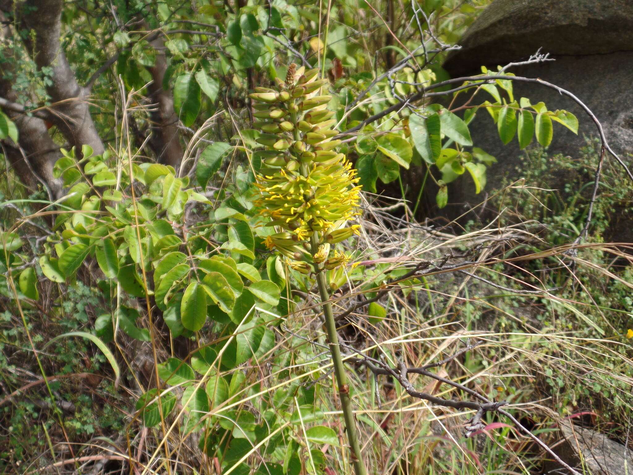 Image of Encholirium spectabile Mart. ex Schult. & Schult. fil.