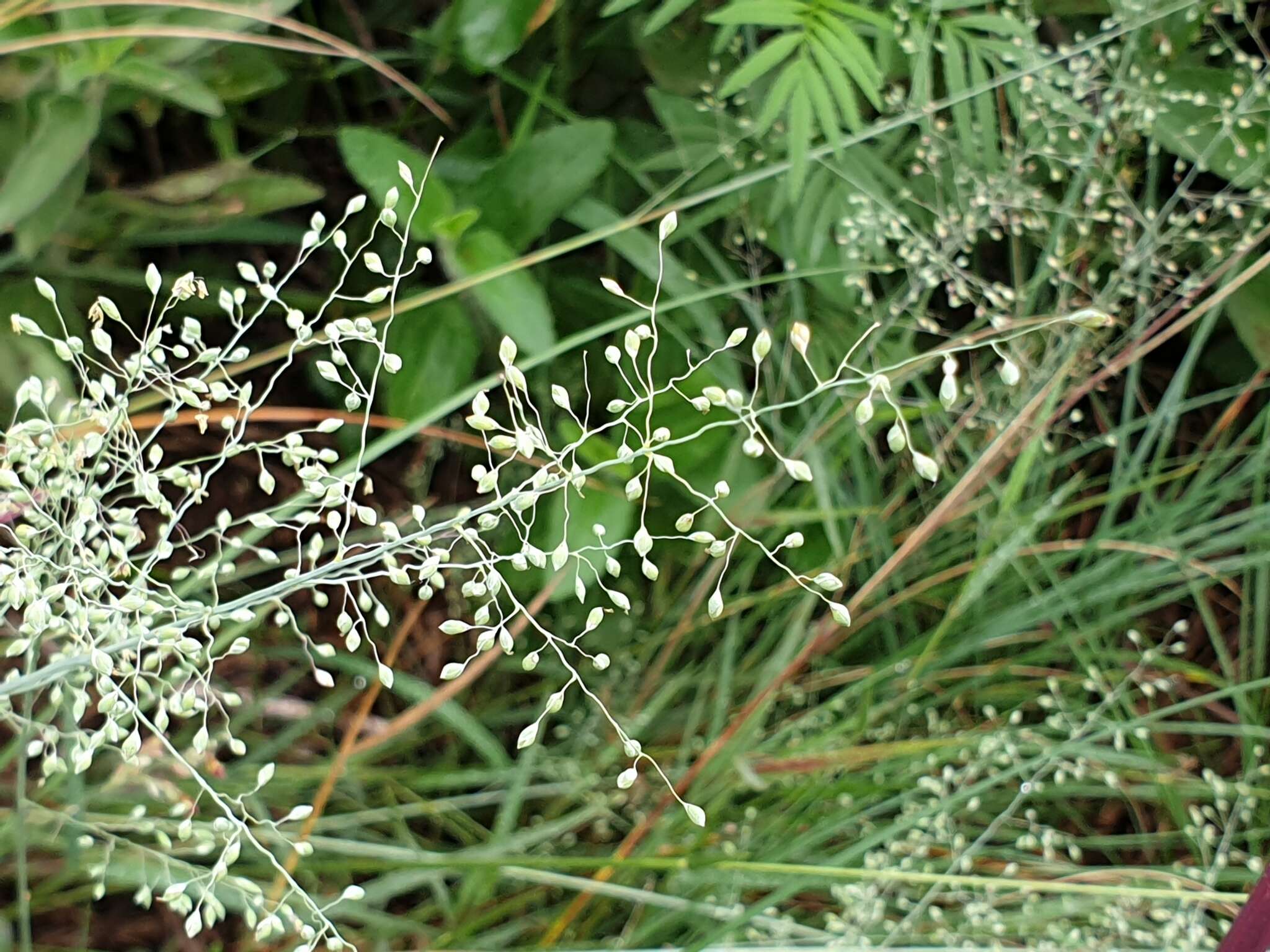 Plancia ëd Panicum natalense Hochst.