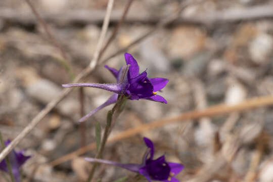 Image of Consolida arenaria A. Carlström