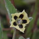 Image of Physalis chenopodifolia Lam.