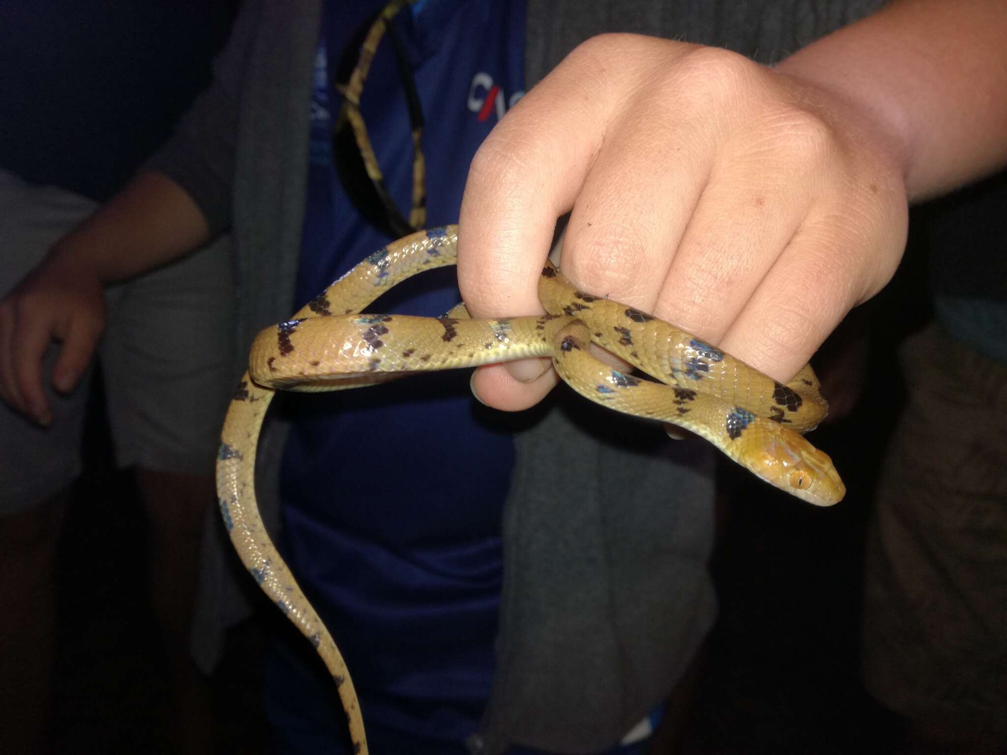 Image of Common Tiger Snake