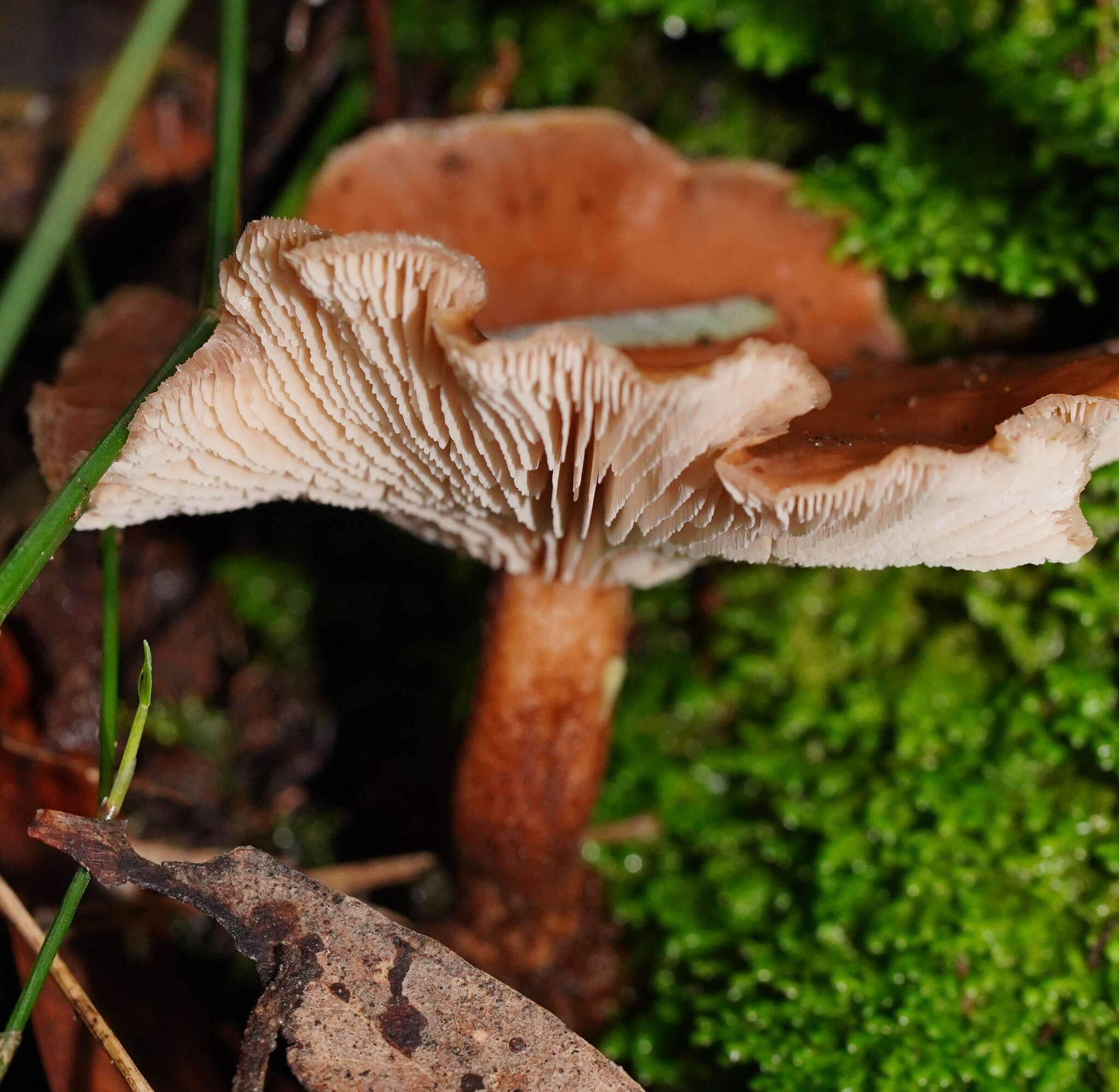 Image of Lentinellus tasmanicus R. H. Petersen 2004