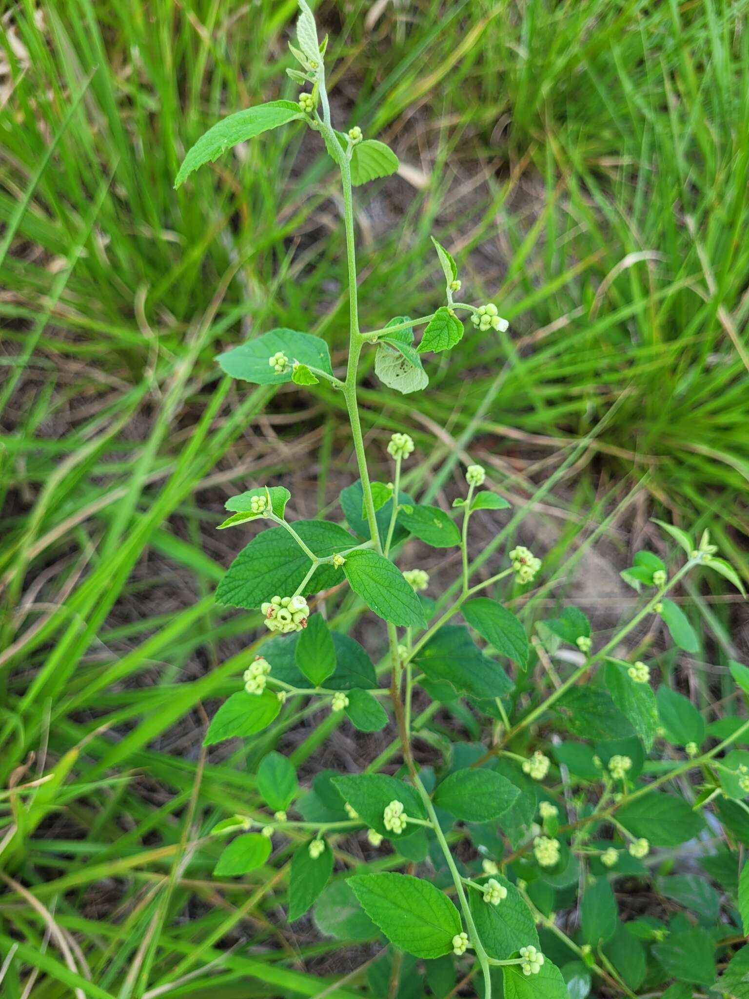 Varronia polycephala Lam.的圖片