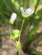 Claytonia palustris Swanson & Kelley resmi