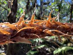 Imagem de Dryopteris unidentata (Hook. & Arn.) C. Chr.