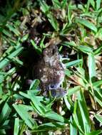 Image of Natal Sand Frog