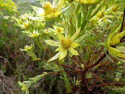 Imagem de Leucadendron floridum R. Br.