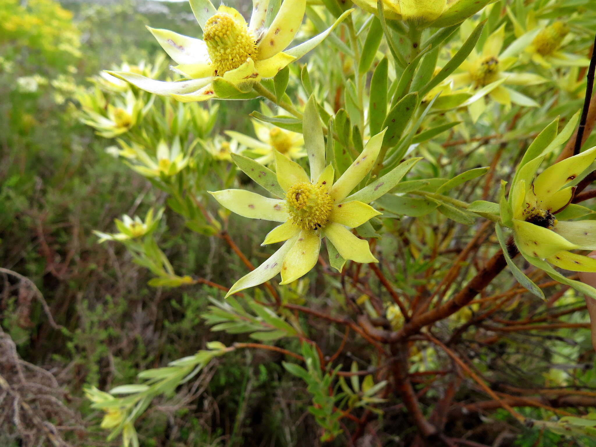 Imagem de Leucadendron floridum R. Br.