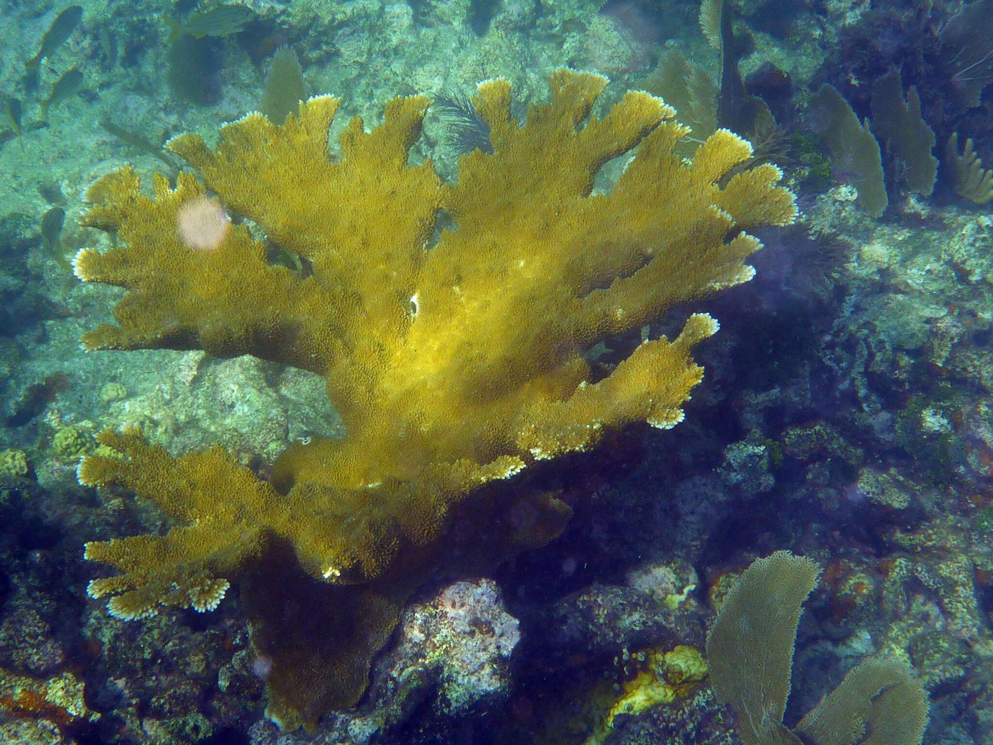 Image of Elkhorn Coral