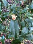 Image of Euonymus tashiroi Maxim.