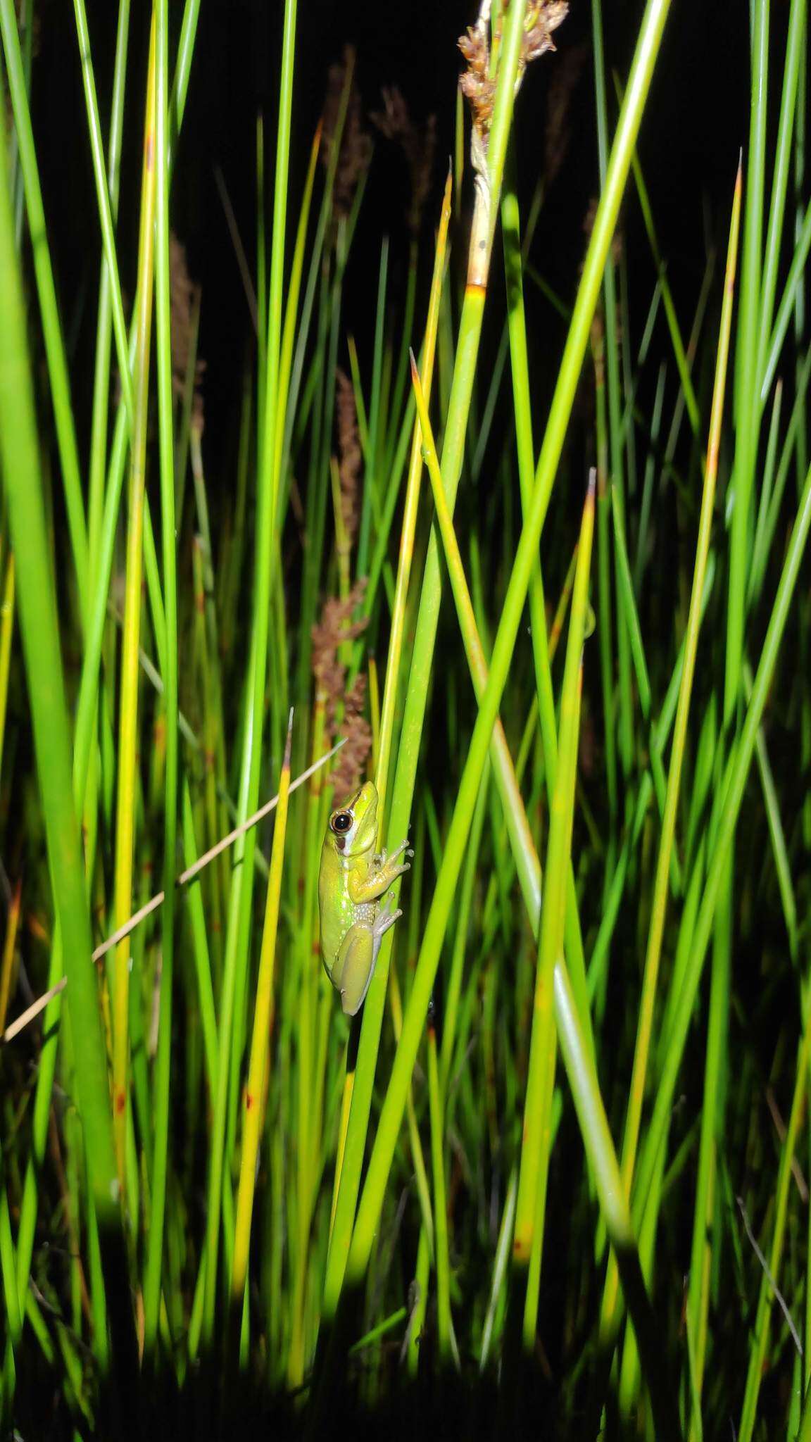 Image of Olongburra Frog