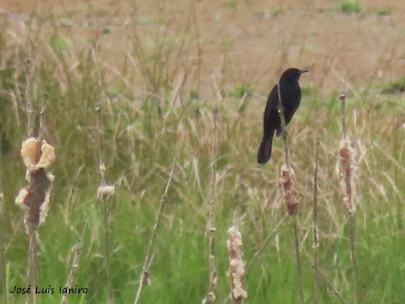 Image of Unicolored Blackbird