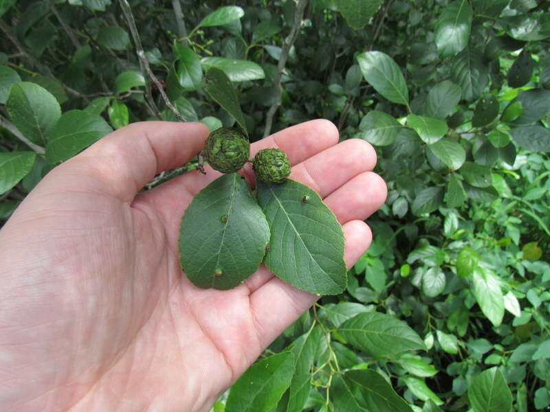 Image of Brook alder