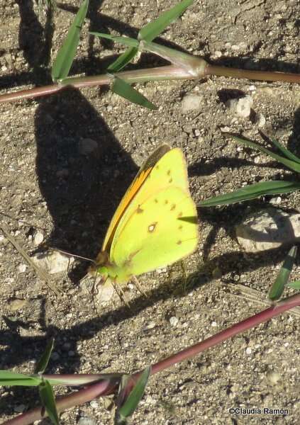 Image of <i>Colias <i>lesbia</i></i> lesbia