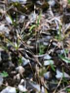 Image of wiry panicgrass