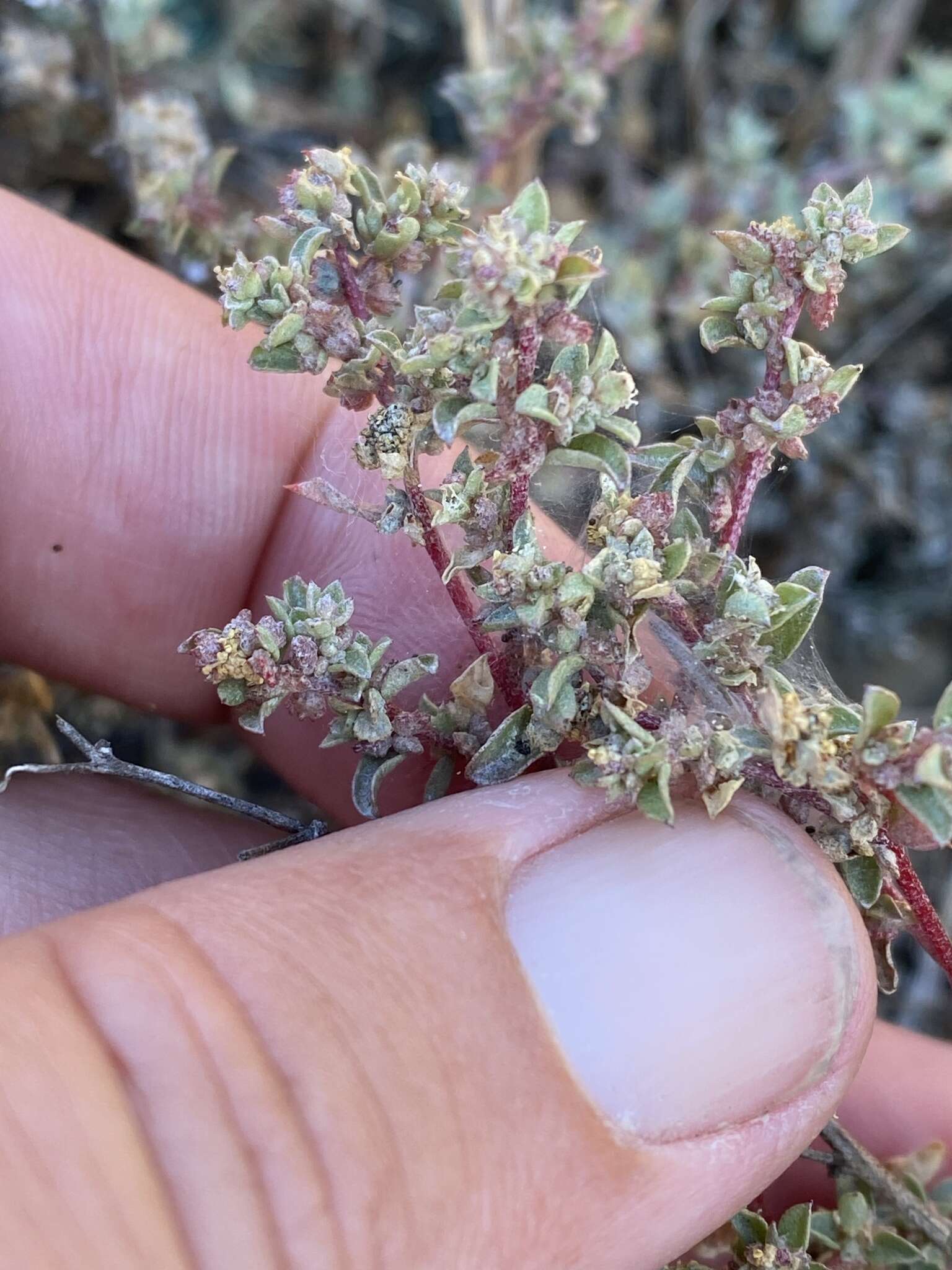 Image de Atriplex pacifica A. Nelson