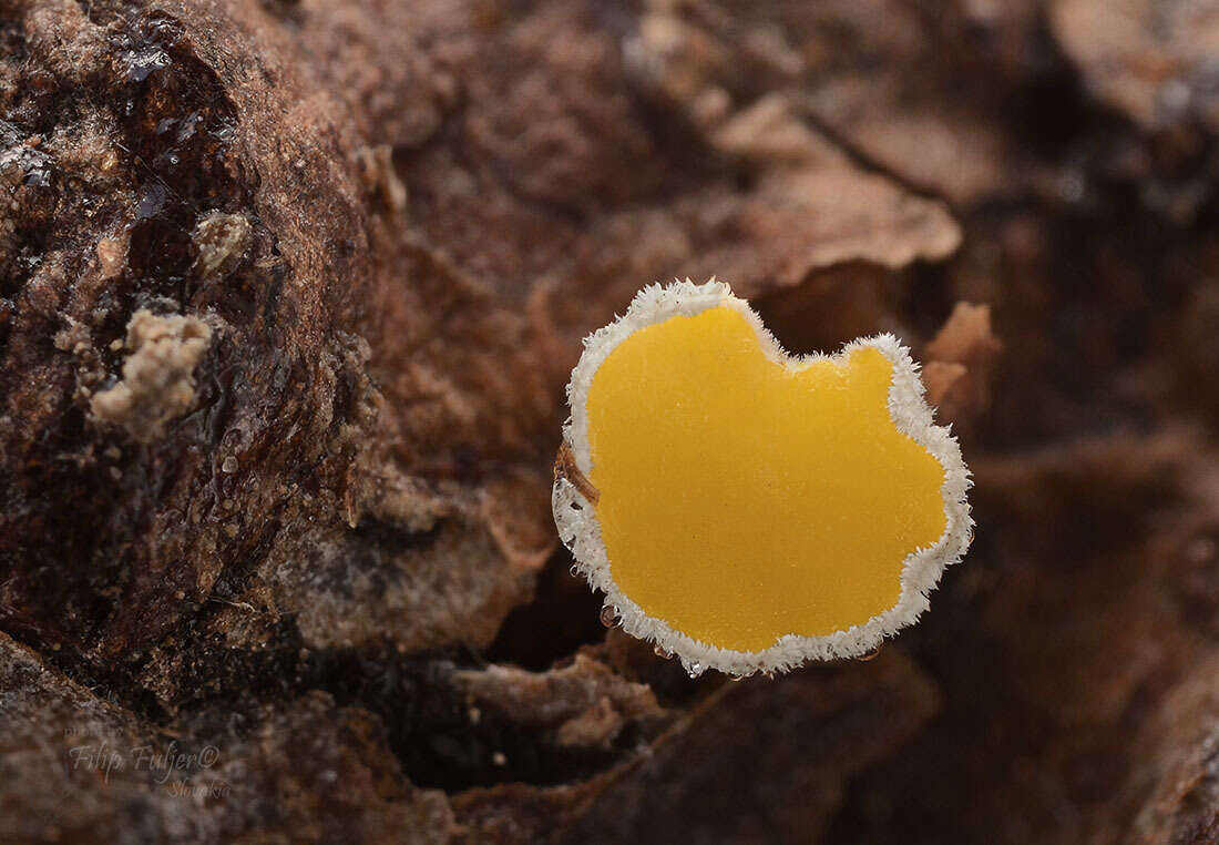 Image of Helvella calycina Skrede, T. Carlsen & T. Schumach. 2017