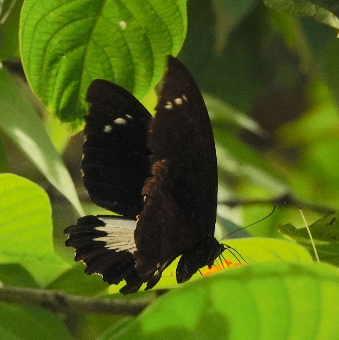 Image of Papilio gambrisius Cramer (1777)