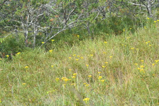 Image of Solidago vossii J. S. Pringle & Laureto