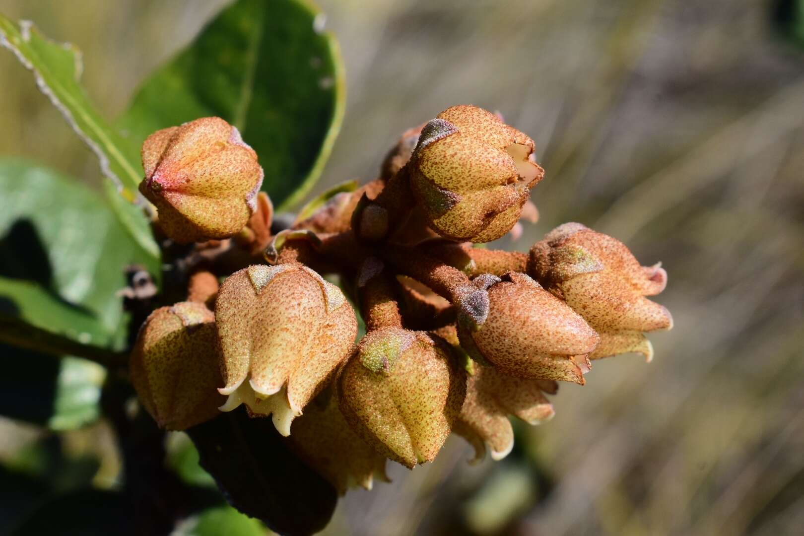 Imagem de Lyonia heptamera Urb.