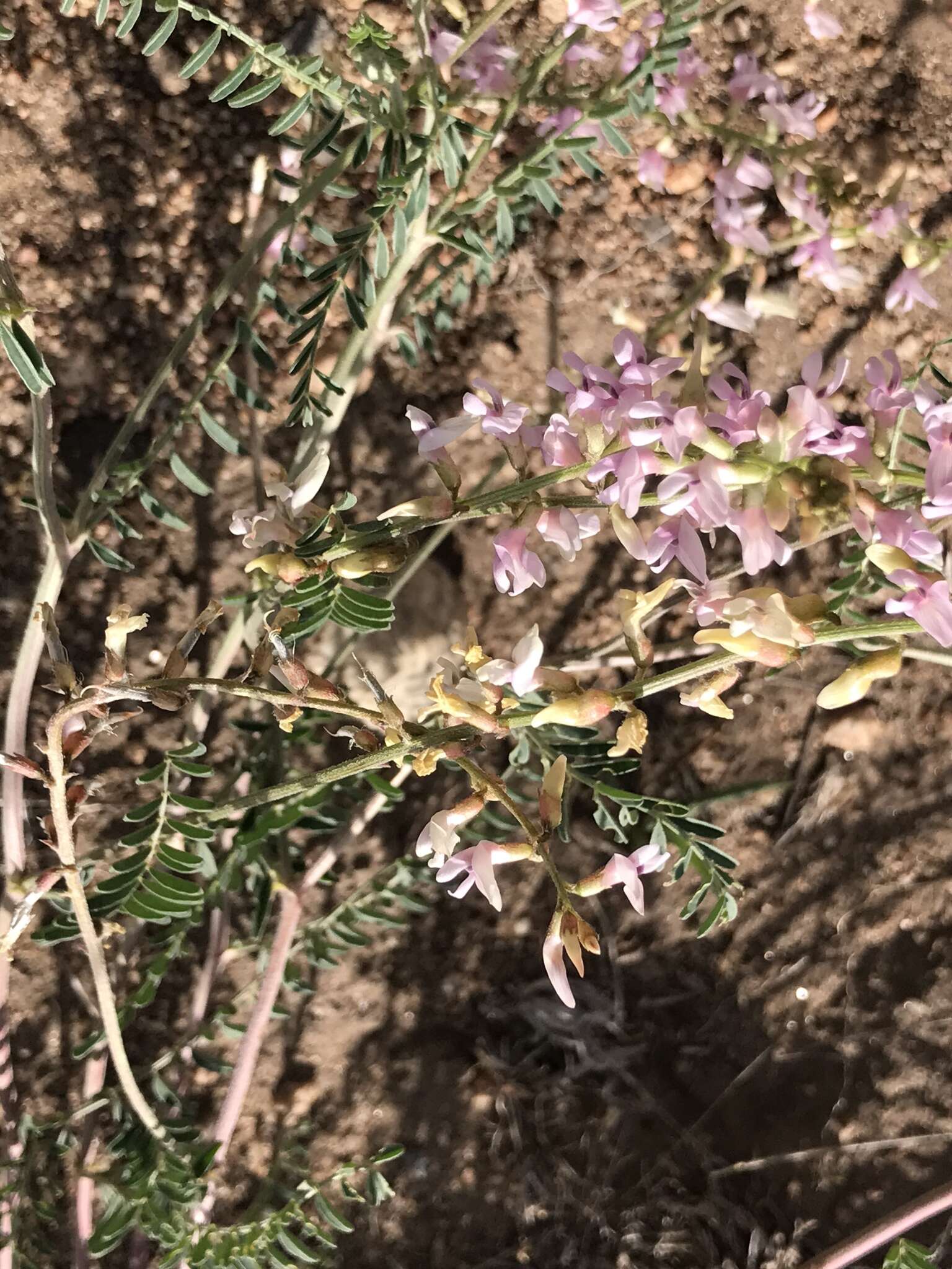 صورة Astragalus flexuosus (Hook.) G. Don