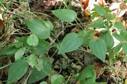 Plancia ëd Rubia cordifolia L.