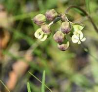 Imagem de Asclepias connivens Baldw. ex Ell.