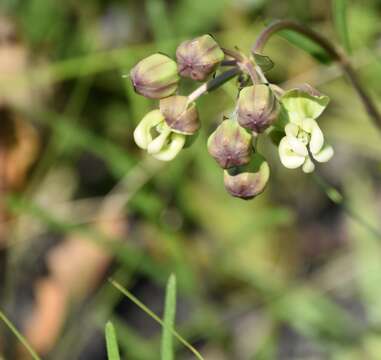 Image of Large-Flower Milkweed