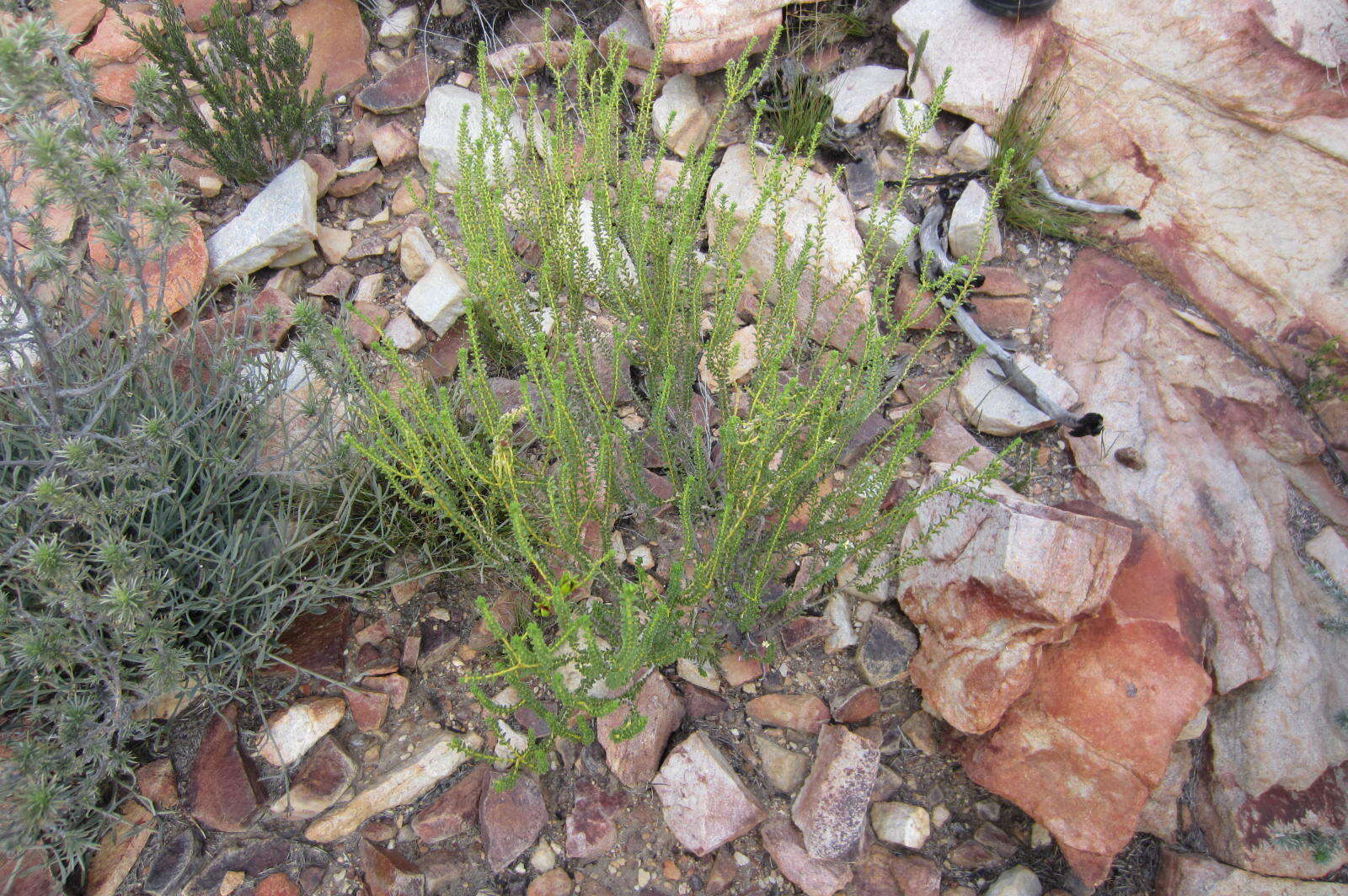 Image of Diosma recurva Cham