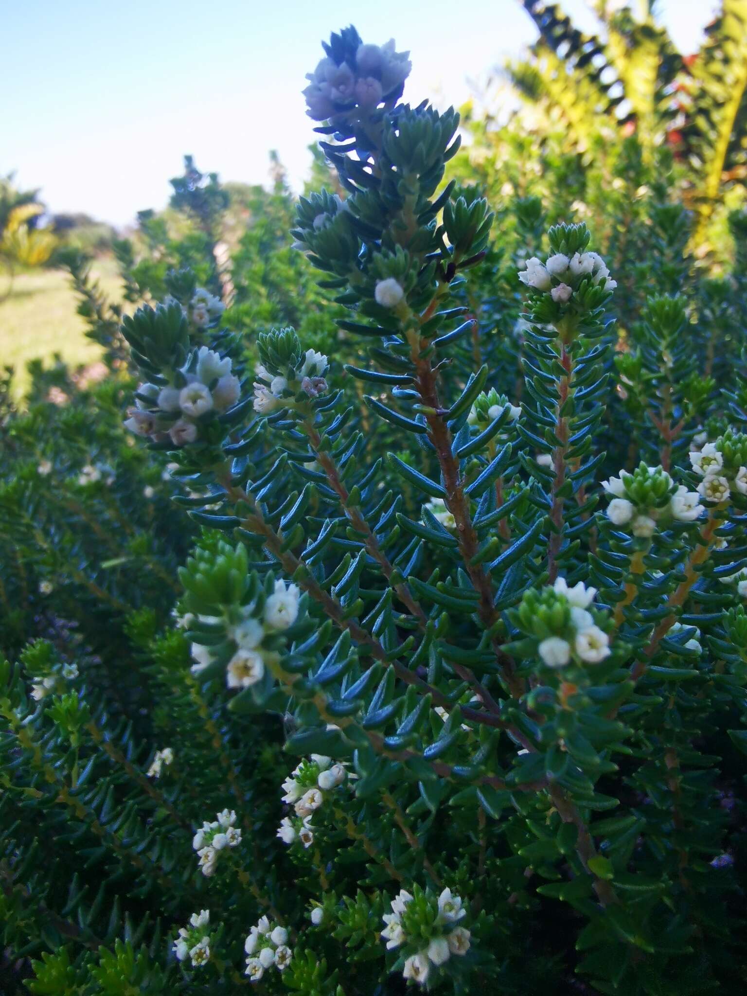 Image of Phylica ericoides var. ericoides