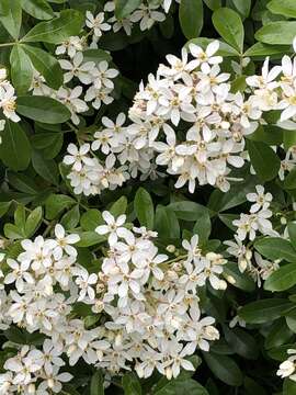 Image of Mexican Orange Blossom