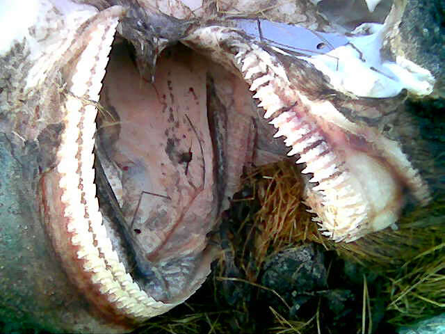 Image of sleeper shark