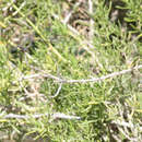 Image of Aphylla caraiba Selys 1854