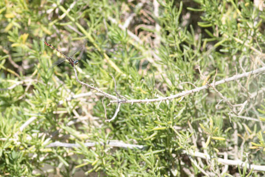 Image of Aphylla caraiba Selys 1854