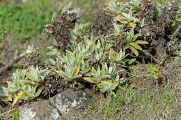 Image of Helichrysum devium J. Y. Johnson