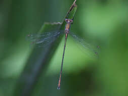 Image of Chalcolestes Kennedy 1920