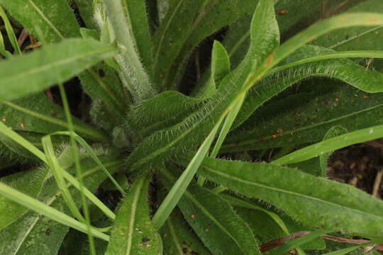 Image of Pilosella dubia (L.) F. W. Schultz & Sch. Bip.