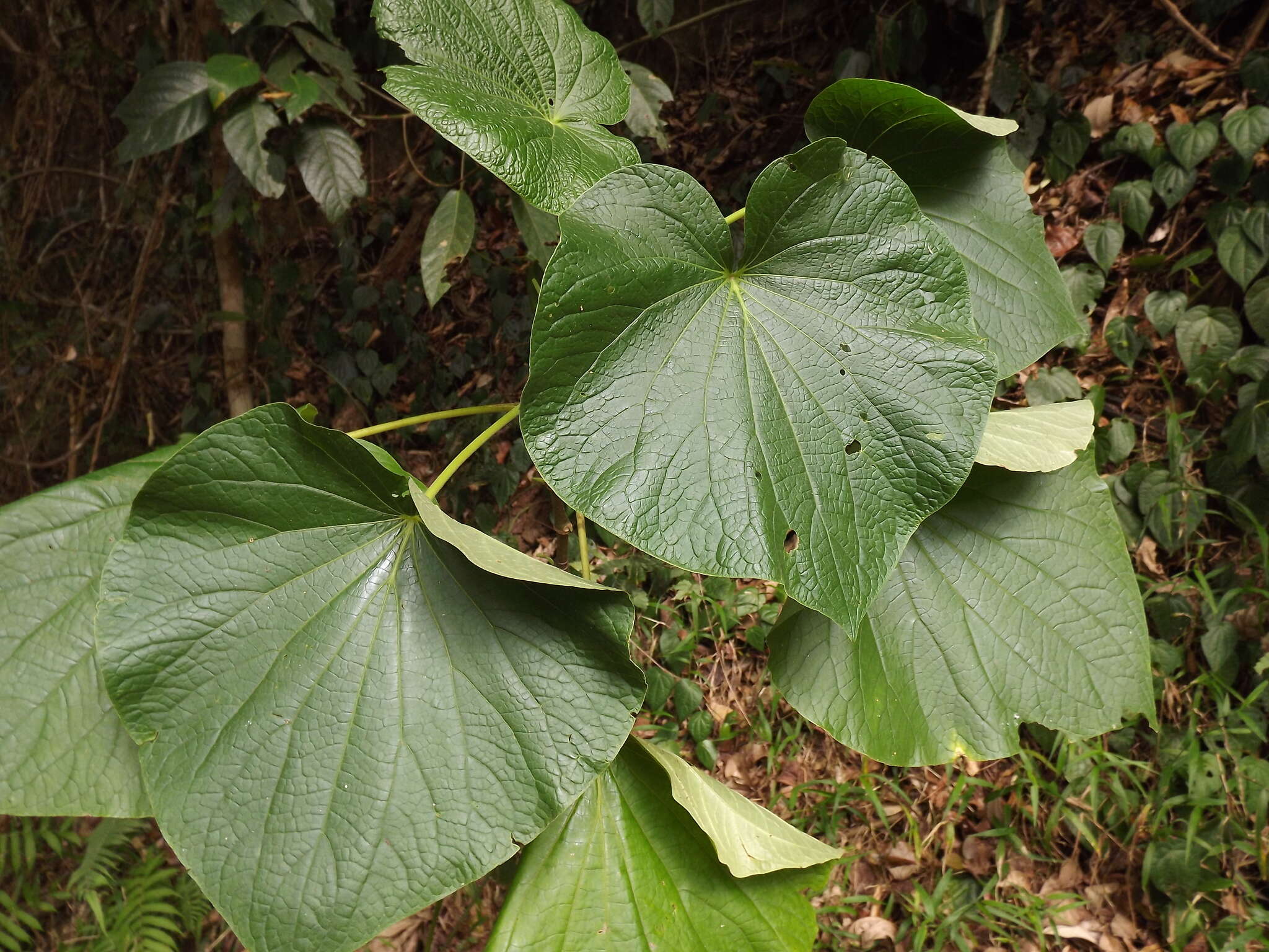 Image of Wild pepper