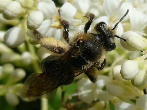 Imagem de Andrena nivalis Smith 1853