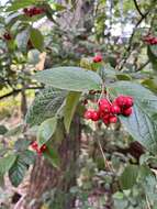 Image of hollyberry cotoneaster