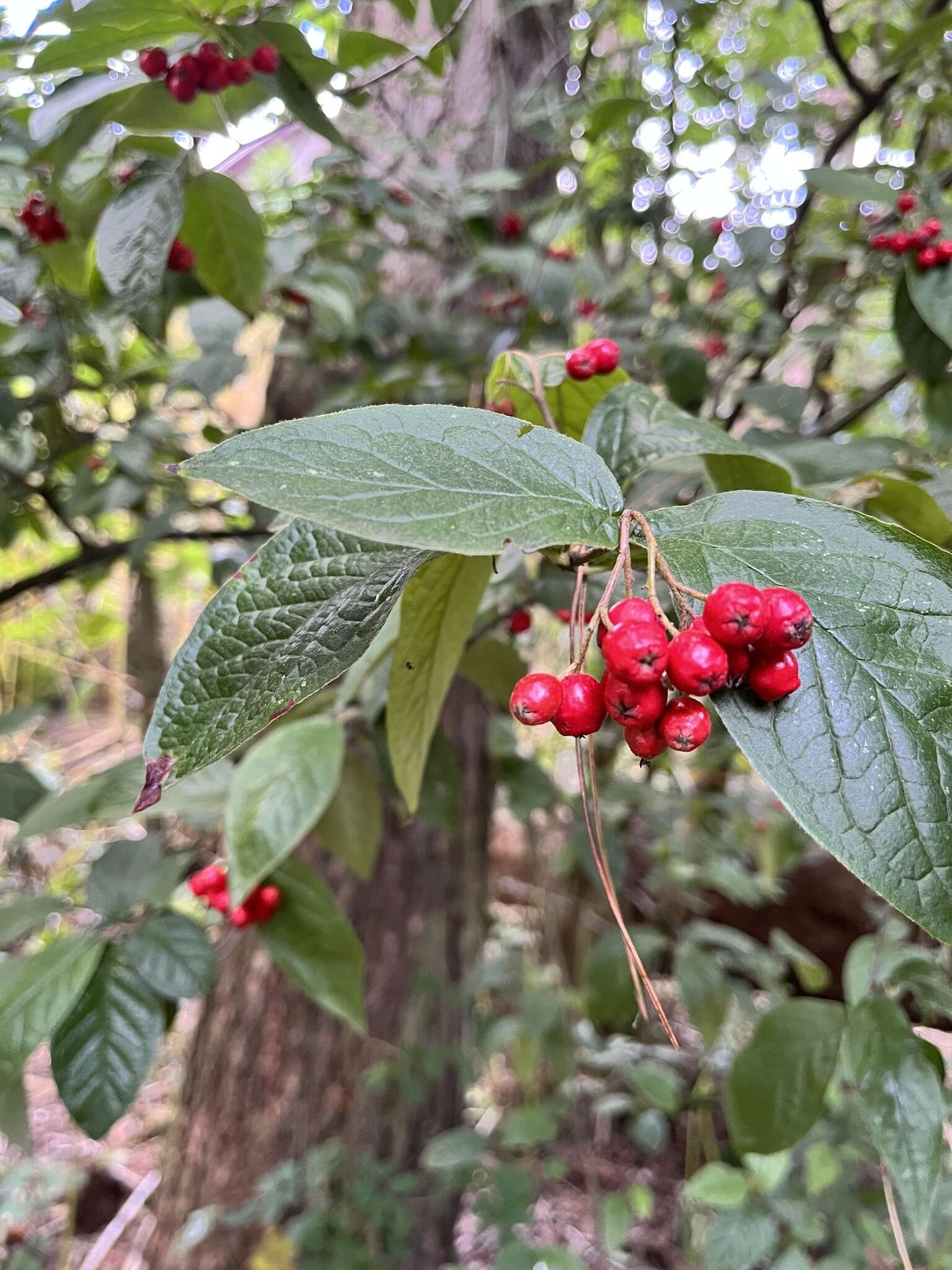 Image of hollyberry cotoneaster