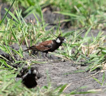 Image of Chestnut-backed Sparrow-Lark