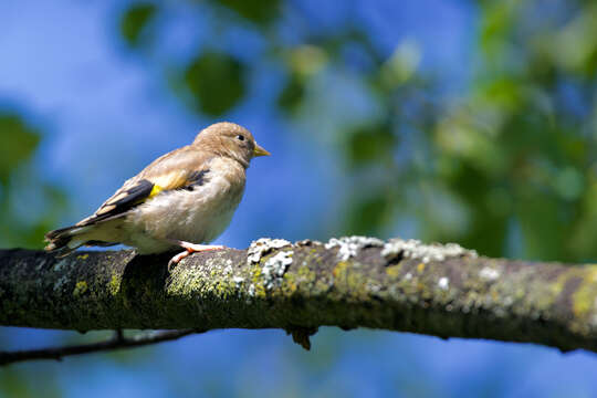 Imagem de Carduelis carduelis carduelis (Linnaeus 1758)