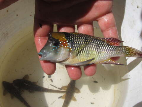 Image of Dark mother-of-pearl fish